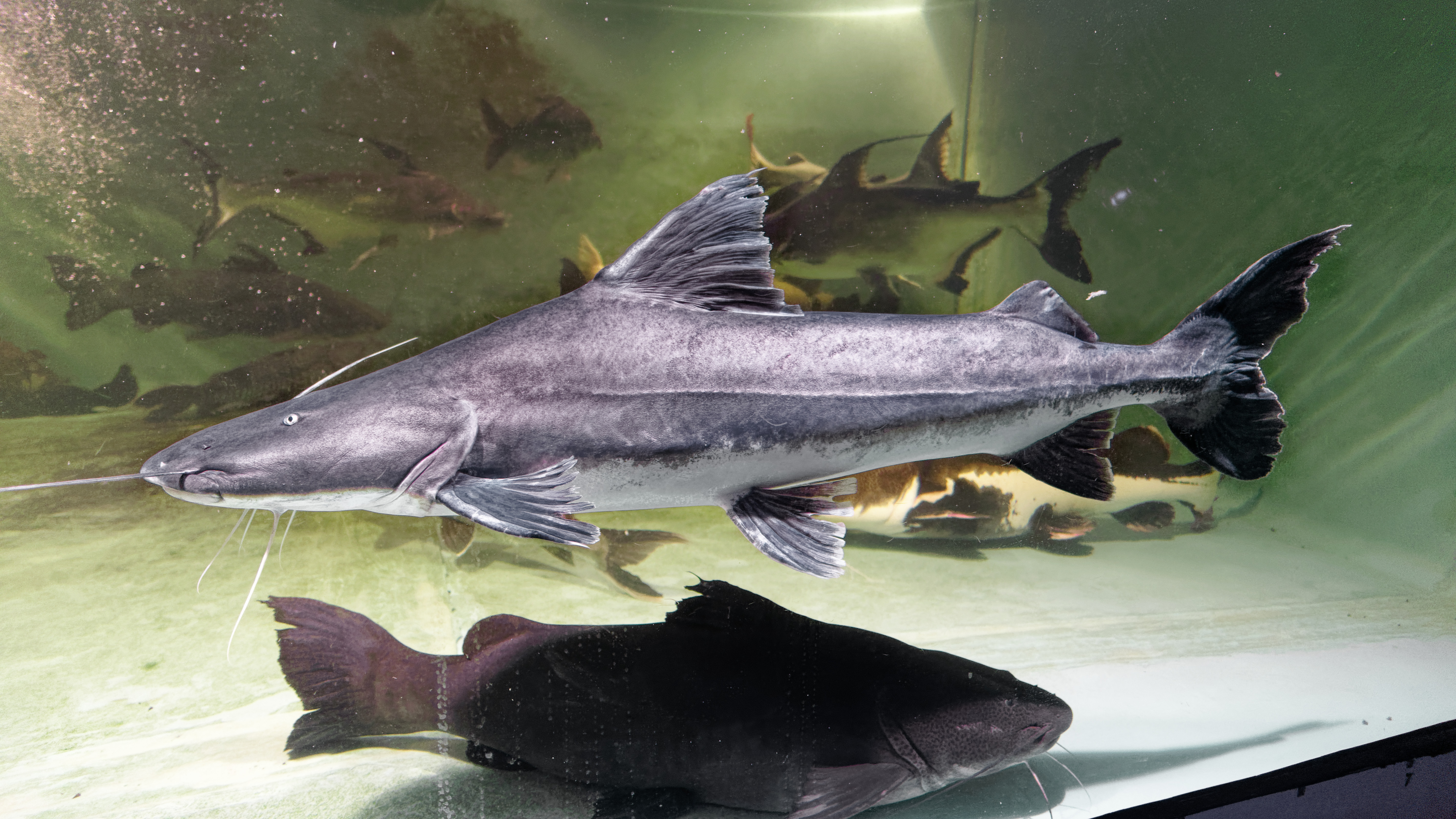 Rescue, Adoption, Sales – Fish Story, a DIY Aquarium Attraction & Fish ...
