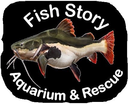 Fish Story, a DIY Aquarium Attraction & Fish Rescue