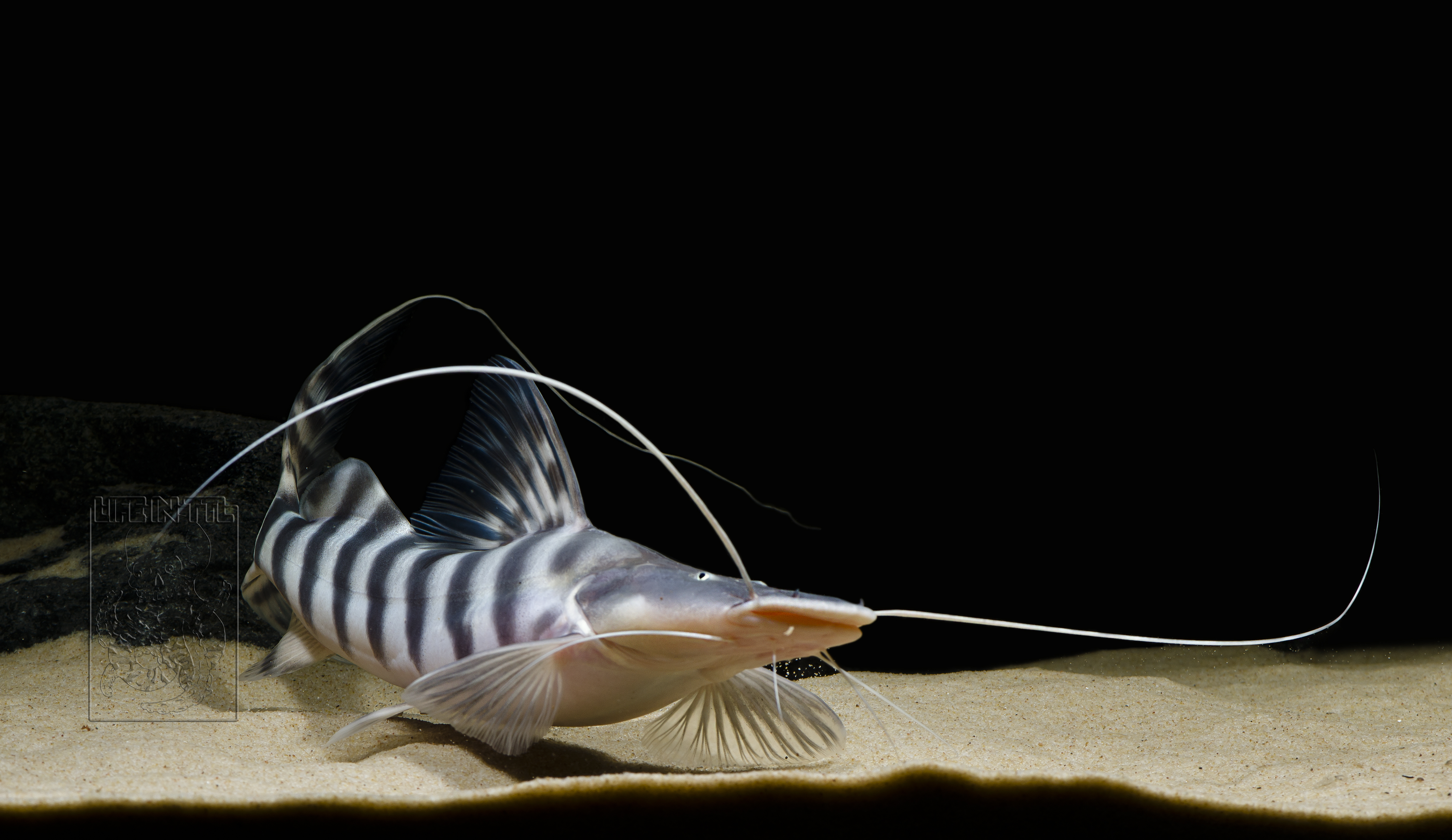 Pity Fish Fish Story, a DIY Aquarium Attraction & Fish Rescue – Every fish has a ...